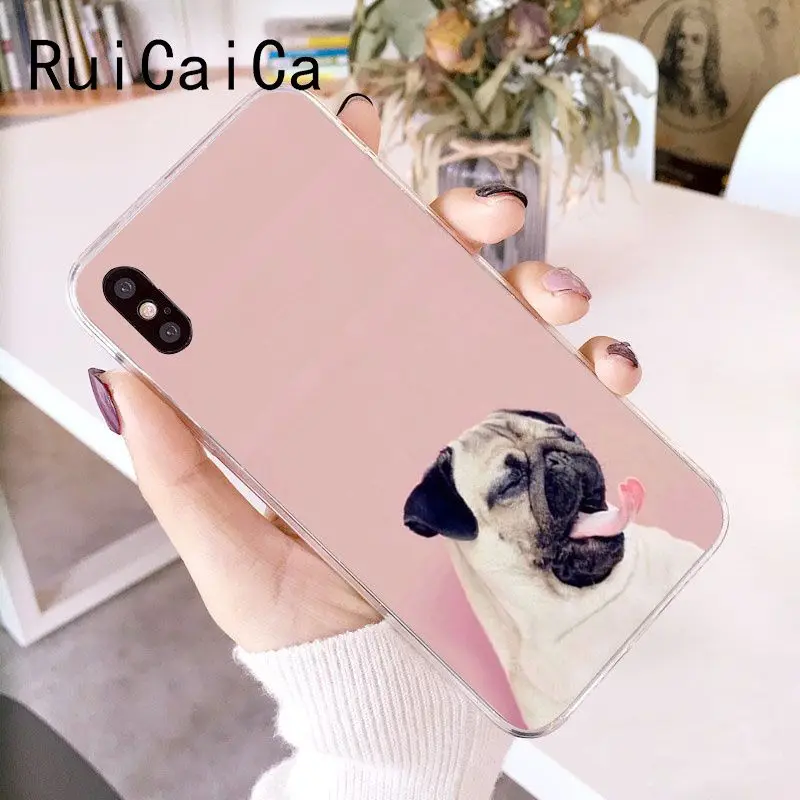 Animal Cute Pug Dog