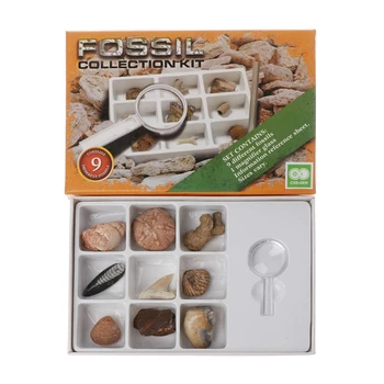 9Pcs Genuine Fossils Collection Ammonite Rocks Display Jewelry Gift For Kids
9Pcs Genuine Fossils Collection Ammonite Rocks Display Jewelry Gift For Kids
