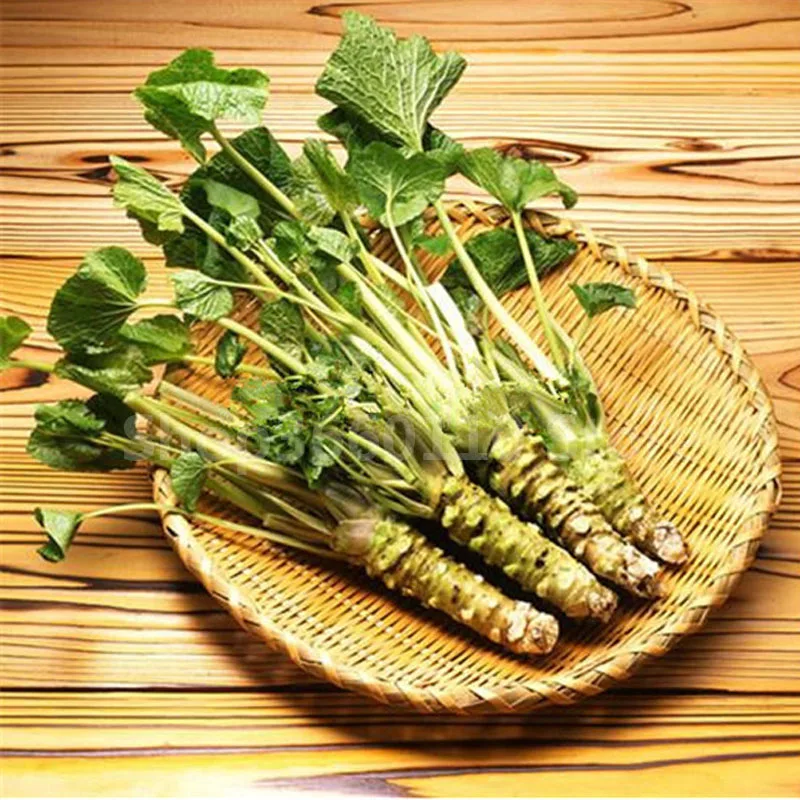 Imported 100 pcs Japanese Wasabi Bonsai Horseradish Organic Vegetable DIY Home & Garden vegetables Edible food balcony plants
Imported 100 pcs Japanese Wasabi Bonsai Horseradish Organic Vegetable DIY Home & Garden vegetables Edible food balcony plants