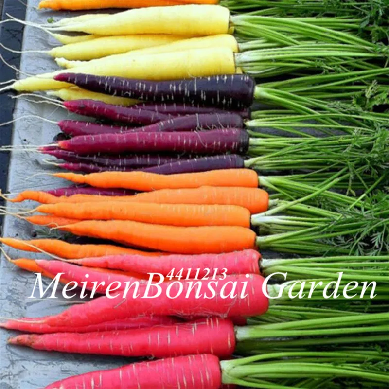 200 pcs Carrot vegetable fruit vegetable bonsai 9 colours to choose sweet and health bonsai plant for home & garden plants
200 pcs Carrot vegetable fruit vegetable bonsai 9 colours to choose sweet and health bonsai plant for home & garden plants