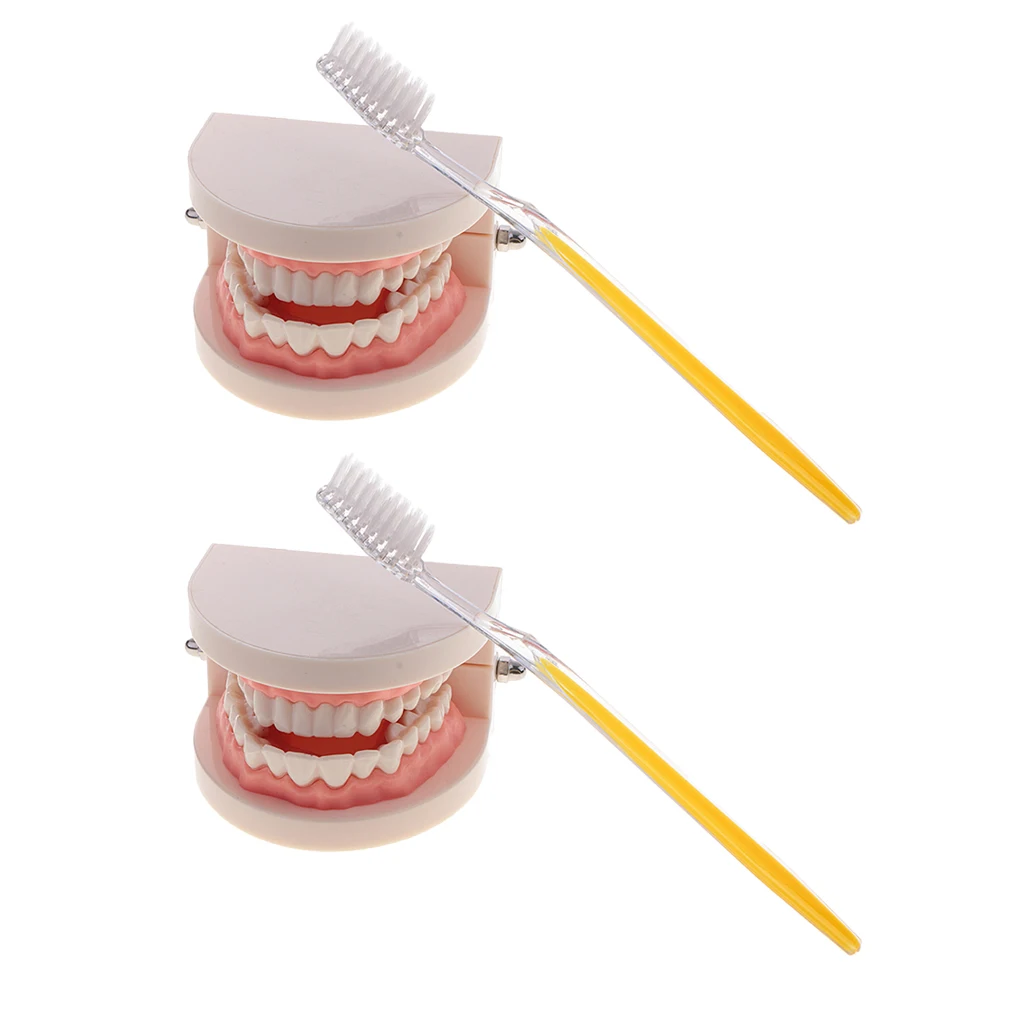 2 Sets 1:1 Human Mouth Teeth Model with Toothbrush School Teaching Learning Lab Ornament