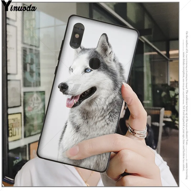 Animal Husky cute Puppy Dog
