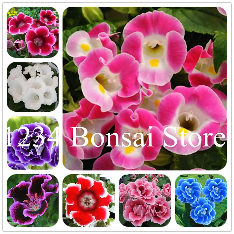 100 pcs Rare Real Gloxinia plant,bonsai Sinningia Gloxinia Flower plant Potted Gloxinia Plant For Home Garden Ornamental Plants
100 pcs Rare Real Gloxinia plant,bonsai Sinningia Gloxinia Flower plant Potted Gloxinia Plant For Home Garden Ornamental Plants