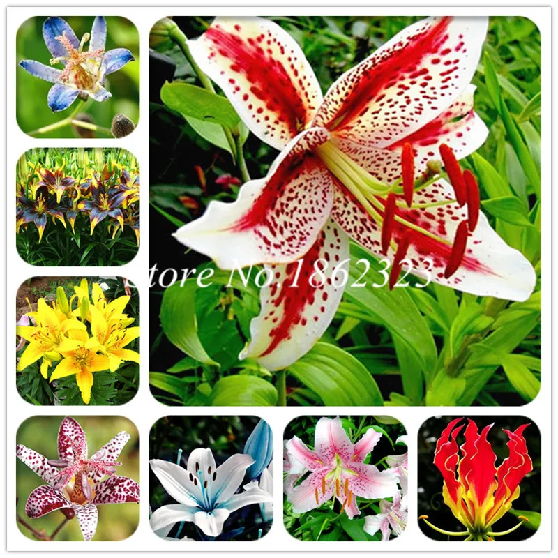 Free Shipping 100 pcs Imported Toad Lily Plant Outdoor Charming Perennial Bonsai Potted Lilum Flower Landscaping Garden Plant
Free Shipping 100 pcs Imported Toad Lily Plant Outdoor Charming Perennial Bonsai Potted Lilum Flower Landscaping Garden Plant