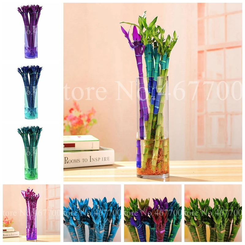 Hot Sale 30 pcs/ bag Rainbow Bamboo Bonsai Outdoor Lucky Moso Tree Plant For Home & Garden Decoration Potted Plants Easy to Grow
Hot Sale 30 pcs/ bag Rainbow Bamboo Bonsai Outdoor Lucky Moso Tree Plant For Home & Garden Decoration Potted Plants Easy to Grow
