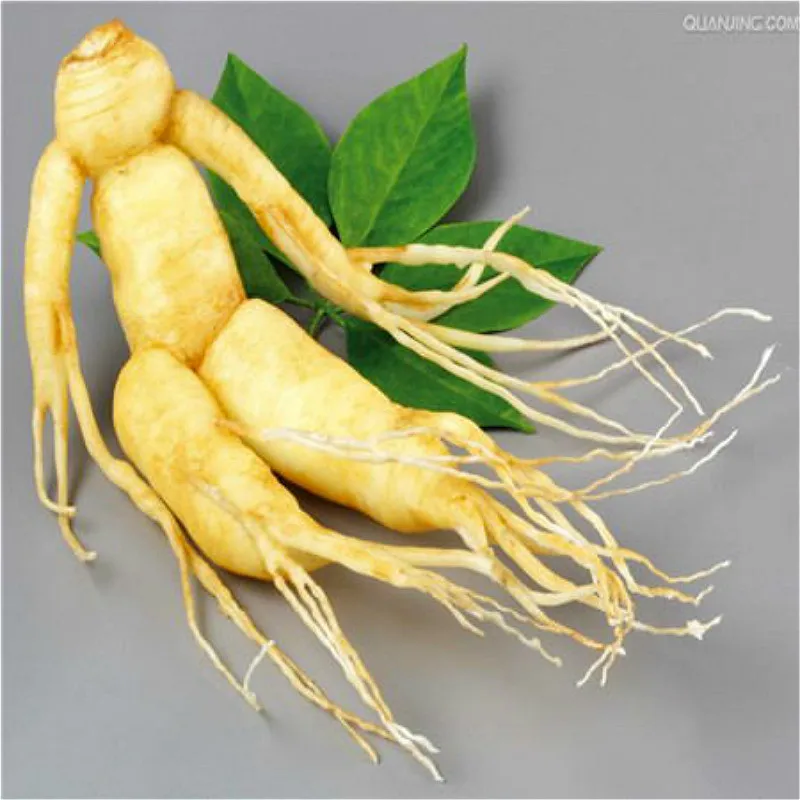 Original Pack 10pcs Chinese Hardy Panax Ginseng Korea Ginseng bonsai King Of Herbs Plants Home High-nutrition Vegetables
Original Pack 10pcs Chinese Hardy Panax Ginseng Korea Ginseng bonsai King Of Herbs Plants Home High-nutrition Vegetables