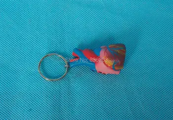 Mini Female anatomy Human heart model skeleton key chain anatomical Anatomy Skull Sculpture Head body model Muscle Bone Artist
Mini Female anatomy Human heart model skeleton key chain anatomical Anatomy Skull Sculpture Head body model Muscle Bone Artist
