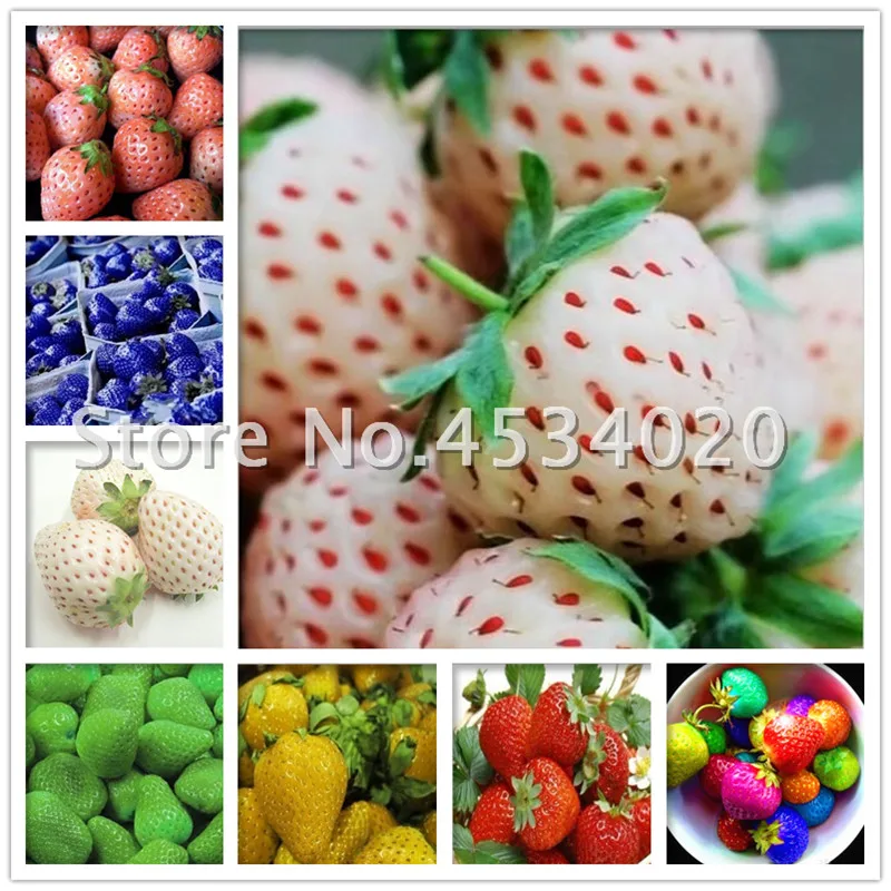 100 Pcs Mixed Color Sweet Strawberry bonsai fruit vegetable plants edible Nutritious sweet & juicy indoor balcony planters
100 Pcs Mixed Color Sweet Strawberry bonsai fruit vegetable plants edible Nutritious sweet & juicy indoor balcony planters