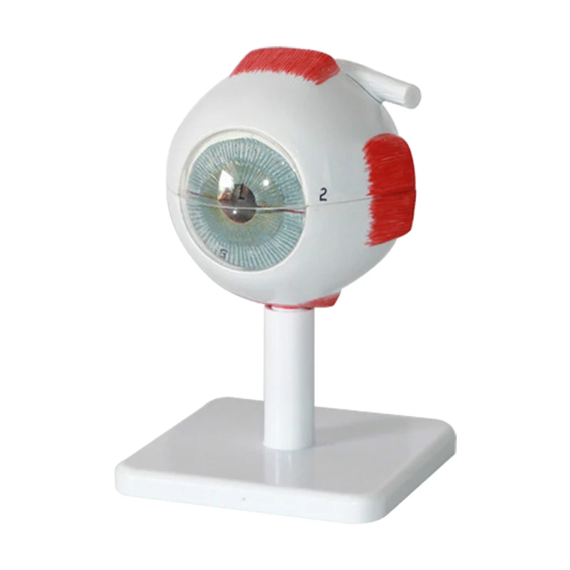 Enlarge 3x Life-size High Grade PVC Human Eye Model Anatomy for School Education Eye Structure Model Teaching Experimental Model
Enlarge 3x Life-size High Grade PVC Human Eye Model Anatomy for School Education Eye Structure Model Teaching Experimental Model