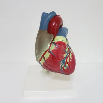 3 times big PVC Cardiac anatomy model Medical teaching tool instructional tool Clinic Figurines
3 times big PVC Cardiac anatomy model Medical teaching tool instructional tool Clinic Figurines