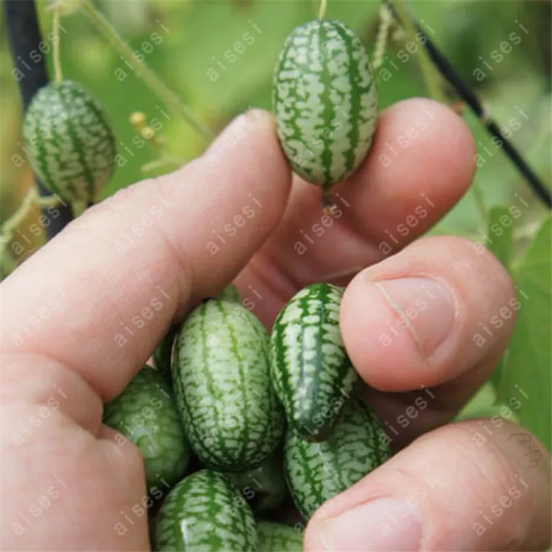 20Pcs Super Mini Watermelon bonsai Delicious Fruit plant Healthy Organic Vegetable Fruits Bonsai Plant Home Garden Easy to Plant
20Pcs Super Mini Watermelon bonsai Delicious Fruit plant Healthy Organic Vegetable Fruits Bonsai Plant Home Garden Easy to Plant