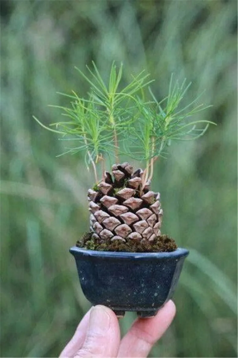 100 pcs Heirloom Pine pinaster tree planting DIY home garden bonsai tree Purifying Air Tropical Ornaments Plants, Yard flowerpot
100 pcs Heirloom Pine pinaster tree planting DIY home garden bonsai tree Purifying Air Tropical Ornaments Plants, Yard flowerpot