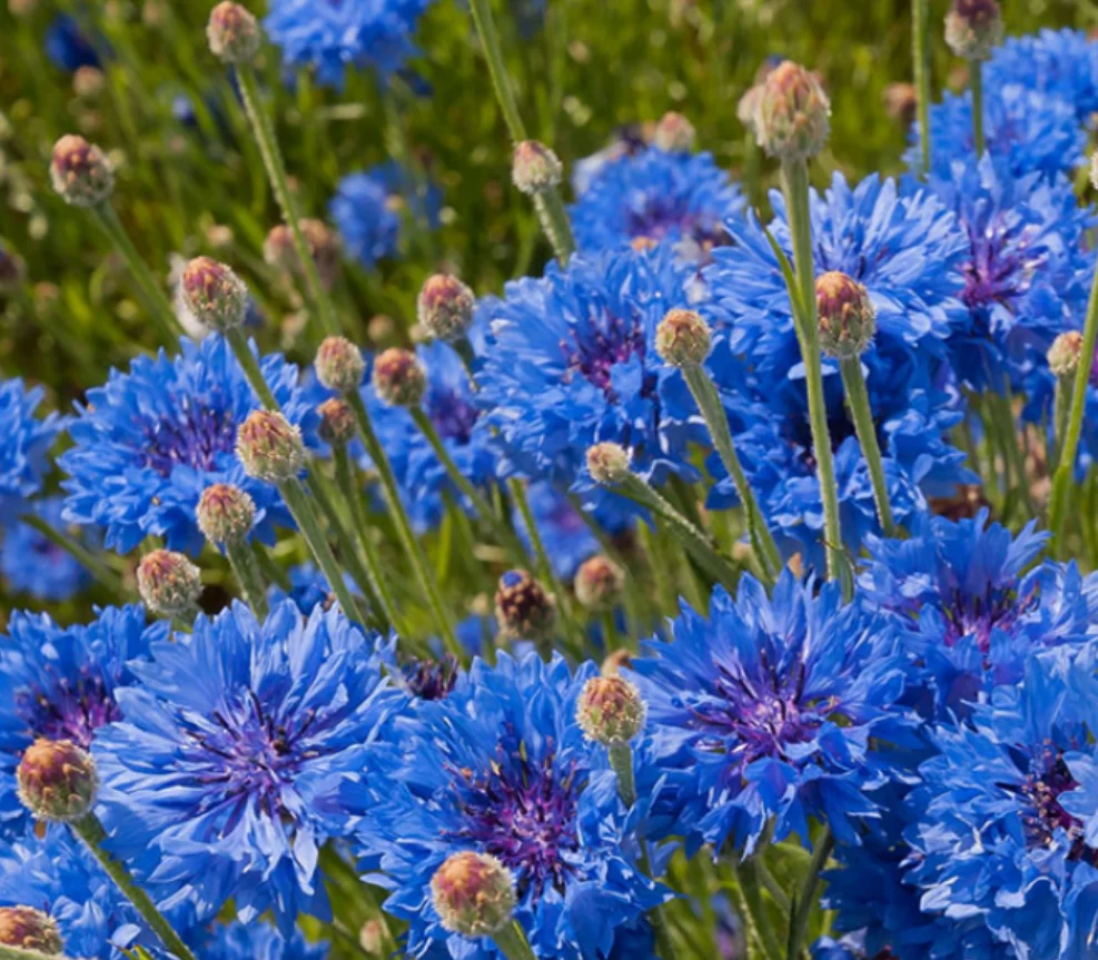 200 pieces of mixed-color chrysanthemum are easy to grow in four seasons, green and cold-resistant flowers in outdoor courtyard
200 pieces of mixed-color chrysanthemum are easy to grow in four seasons, green and cold-resistant flowers in outdoor courtyard