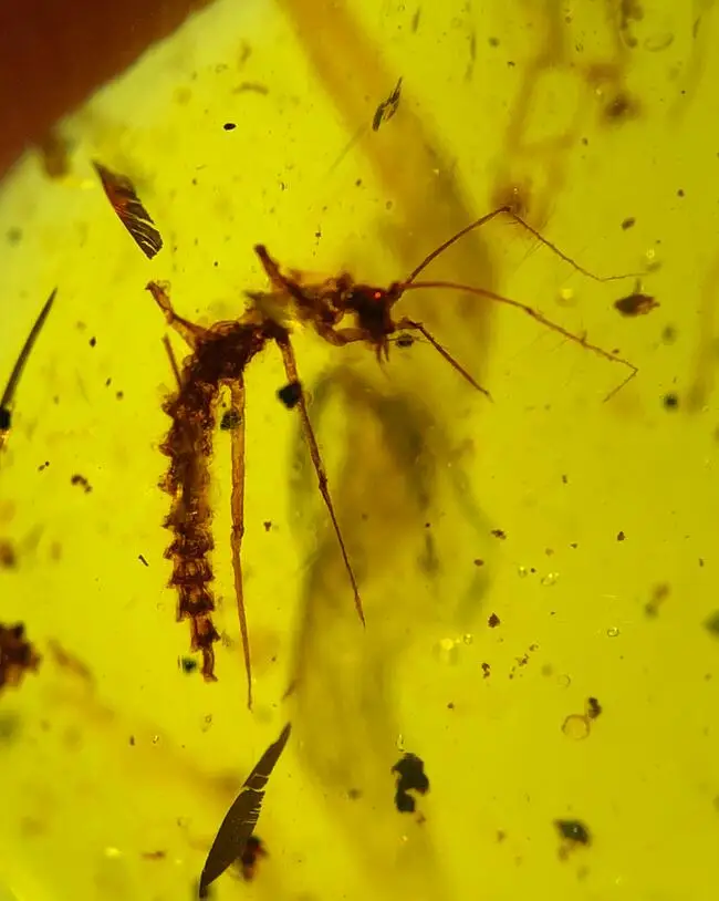 Rare unknown strange bug untreated burmite Myanmar Burma Amber insect lynx stone dinosaurs age Cretaceous
Rare unknown strange bug untreated burmite Myanmar Burma Amber insect lynx stone dinosaurs age Cretaceous