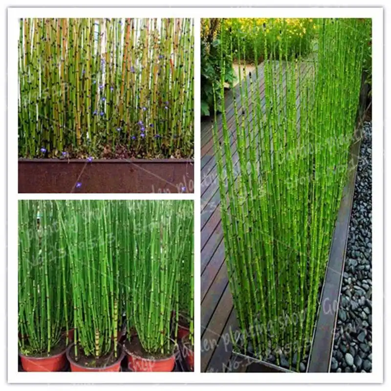 20Pcs/Bag Lucky Bamboo Bonsai Botanical Garden Forest Flower Family Garden Decoration Plant Bamboo Potted Plant
20Pcs/Bag Lucky Bamboo Bonsai Botanical Garden Forest Flower Family Garden Decoration Plant Bamboo Potted Plant