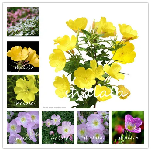 100 Pcs Evening Primrose Bonsai Europe Primula Malacoides Mixed Bonsai Flower For Home Garden Oranmental Plant
100 Pcs Evening Primrose Bonsai Europe Primula Malacoides Mixed Bonsai Flower For Home Garden Oranmental Plant