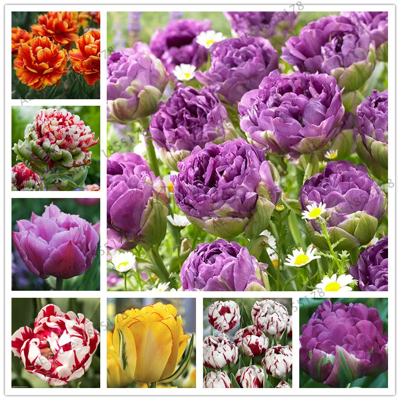 2 pcs tulip bulbs,tulip flower,(not tulip Bonsai),Flowers symbolizes love,tulipanes flower plant for home garden plants
2 pcs tulip bulbs,tulip flower,(not tulip Bonsai),Flowers symbolizes love,tulipanes flower plant for home garden plants