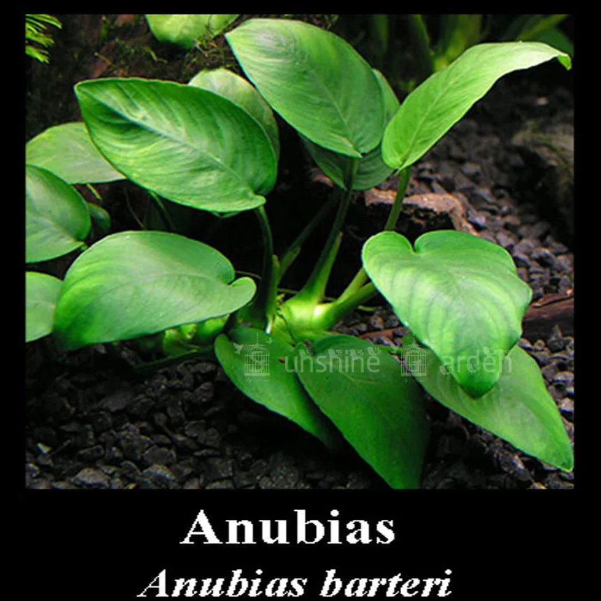 5 Gram Fish Tank Grass Aquarium Plants Anubias Nana Barteri Underwater Ornament Hydroponics Plant
5 Gram Fish Tank Grass Aquarium Plants Anubias Nana Barteri Underwater Ornament Hydroponics Plant