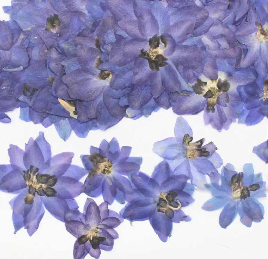 60pcs Pressed Dried Natural Purple Consolida Ajacis Flower Plant Herbarium For Jewelry Postcard Invitation Card Phone Case DIY
60pcs Pressed Dried Natural Purple Consolida Ajacis Flower Plant Herbarium For Jewelry Postcard Invitation Card Phone Case DIY