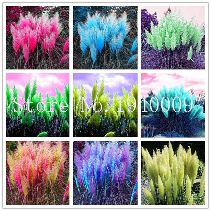 Hot Sale! 500 pcs Bonsai Pampas Cortaderia selloana Pampas Grass Garden Flower plants herbe de la pampa rose semillas de pampas
Hot Sale! 500 pcs Bonsai Pampas Cortaderia selloana Pampas Grass Garden Flower plants herbe de la pampa rose semillas de pampas