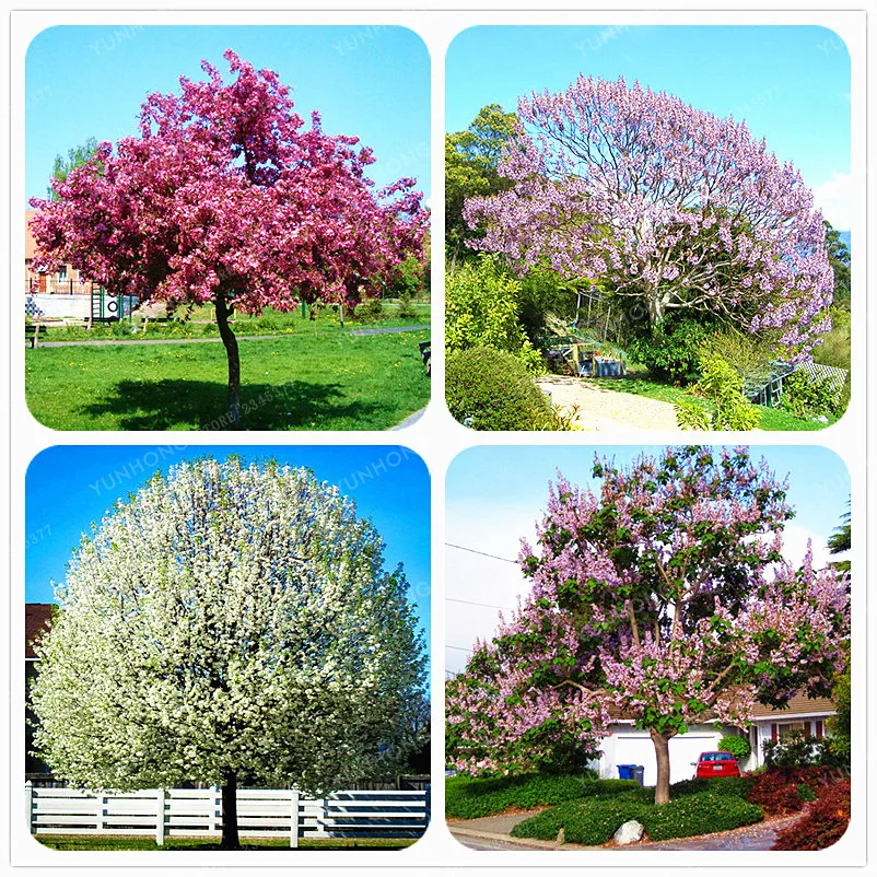 Paulownia Bonsai Beautiful Tree Bonsai Rare Plants Home Gardening DIY Princess Tree Or Empress Tree Easy To Grow 100 pcs
Paulownia Bonsai Beautiful Tree Bonsai Rare Plants Home Gardening DIY Princess Tree Or Empress Tree Easy To Grow 100 pcs