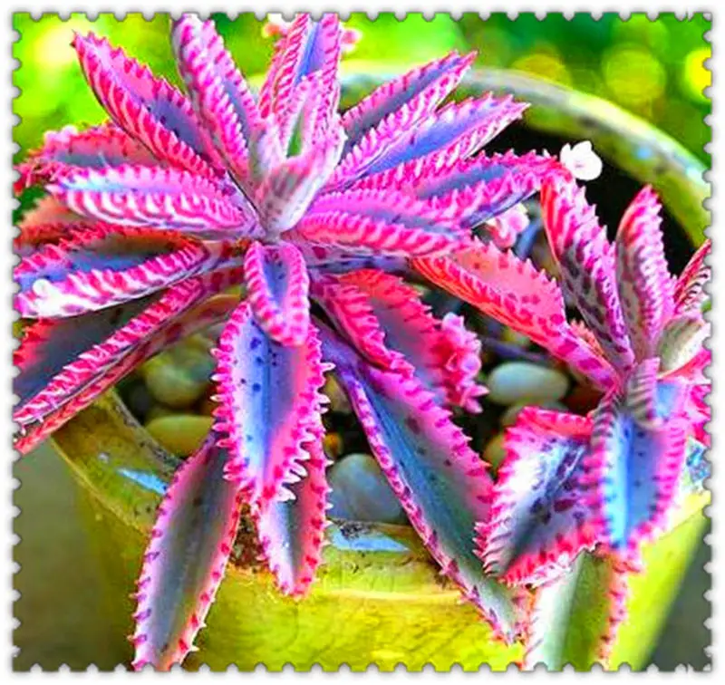 BONSAI 50pcs/bag Cactus Bromeliad Rare Colorful Flower Plant Courtyard Succulent Bonsai for DIY Home Garden
BONSAI 50pcs/bag Cactus Bromeliad Rare Colorful Flower Plant Courtyard Succulent Bonsai for DIY Home Garden