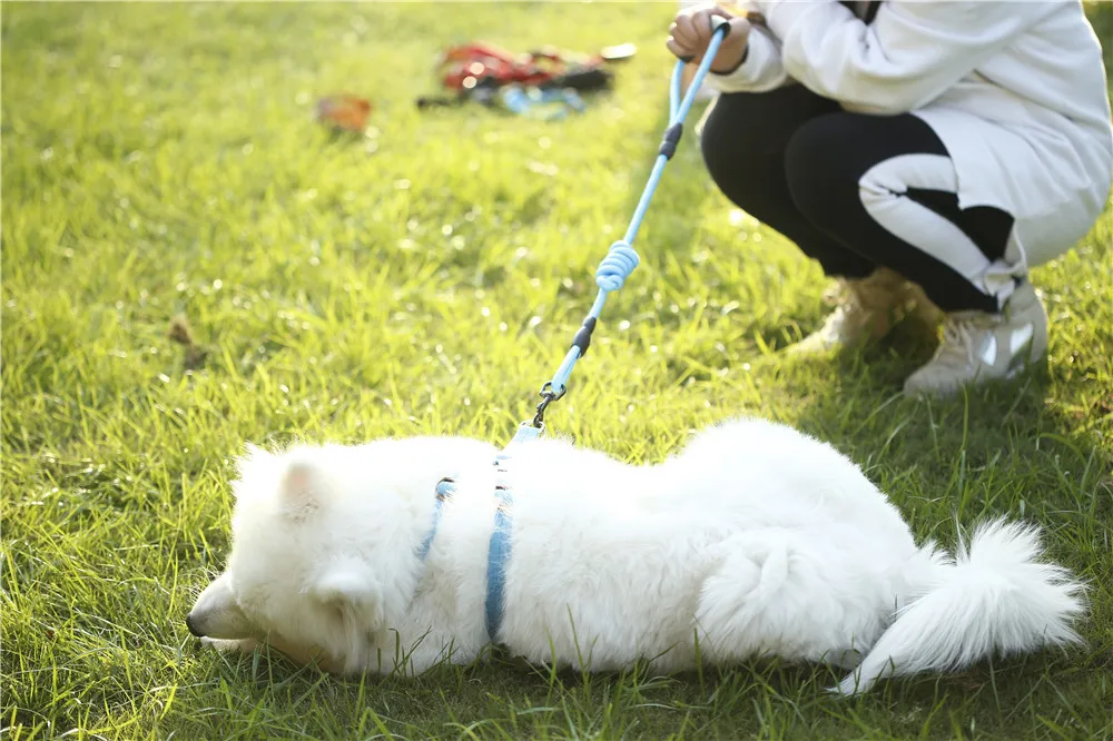  DADUGO Dog Collar set for Small Puppy Pet Dog Collars Adjustable Buckle Leash Dog-Collar Harness Chihuahua SMLXL Size (5)