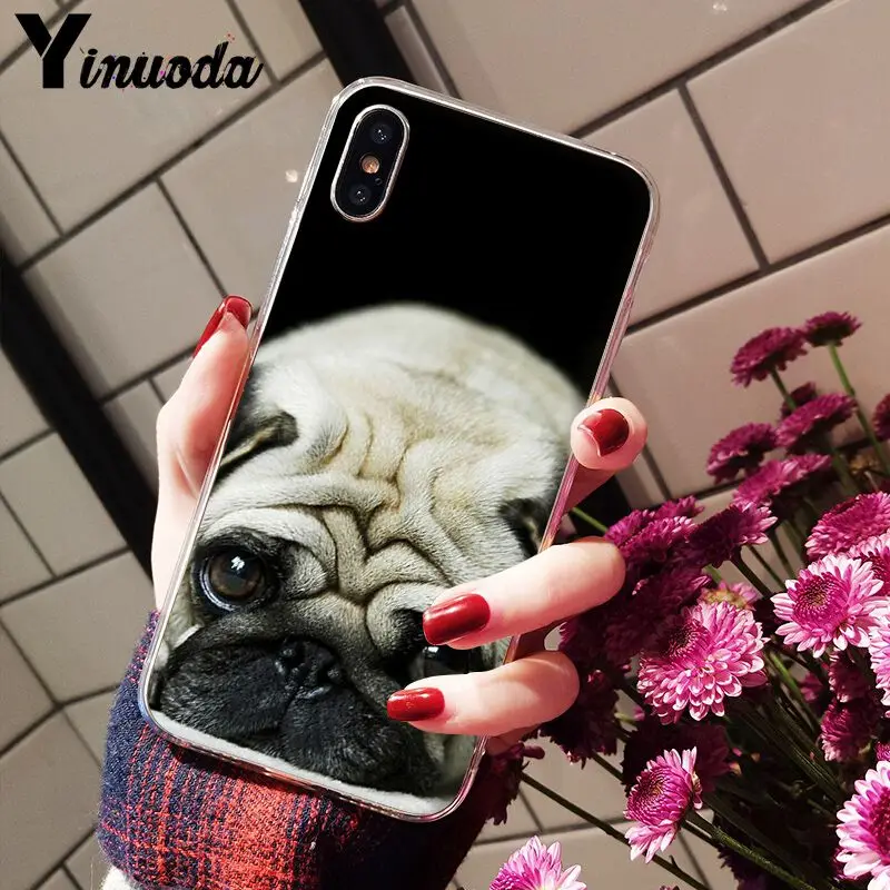 Cute pug dog