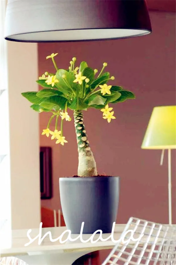 2pcs/pack,Pachira Macrocarpa flores Bonsai Tree plantas Indoor Money Tree Canned Plant For Garden&Office Purify Air
2pcs/pack,Pachira Macrocarpa flores Bonsai Tree plantas Indoor Money Tree Canned Plant For Garden&Office Purify Air