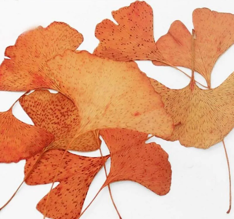100pcs Orange Pressed Dried Ginkgo Biloba Maidenhair Leaf Plants Herbarium Jewelry Craft Bookmark Photo Case Making Accessories
100pcs Orange Pressed Dried Ginkgo Biloba Maidenhair Leaf Plants Herbarium Jewelry Craft Bookmark Photo Case Making Accessories