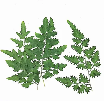 60pcs Pressed Dried Lygodium Japonicum Grass Leaves Flower Plant Herbarium For Jewelry Postcard Invitation Card Phone Case DIY
60pcs Pressed Dried Lygodium Japonicum Grass Leaves Flower Plant Herbarium For Jewelry Postcard Invitation Card Phone Case DIY