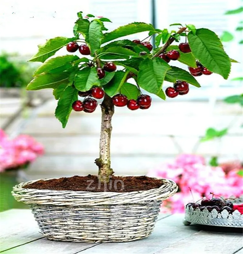 10pcs Cherry Bonsai Fruit Bonsai Sweet Sylvia Upright Cherry Self-Fertile Dwarf Tree Bonsai Plant Pot Home Garden Potted
10pcs Cherry Bonsai Fruit Bonsai Sweet Sylvia Upright Cherry Self-Fertile Dwarf Tree Bonsai Plant Pot Home Garden Potted