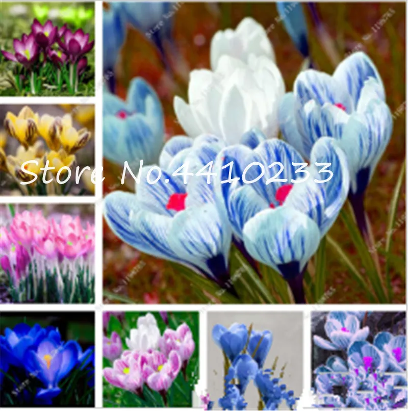 100 Pcs Freesia Bonsai Plant, Flowers Orchid Colorful Fragrant Flower Gorgeous Bonsai Diy Home Garden Balcony Beauty Planting
100 Pcs Freesia Bonsai Plant, Flowers Orchid Colorful Fragrant Flower Gorgeous Bonsai Diy Home Garden Balcony Beauty Planting
