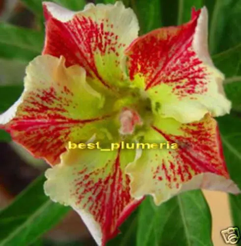100% Genuine " wonderful_Star " Adenium Obesum - 5 pcs - Bonsai Desert Rose Flower plants
100% Genuine " wonderful_Star " Adenium Obesum - 5 pcs - Bonsai Desert Rose Flower plants