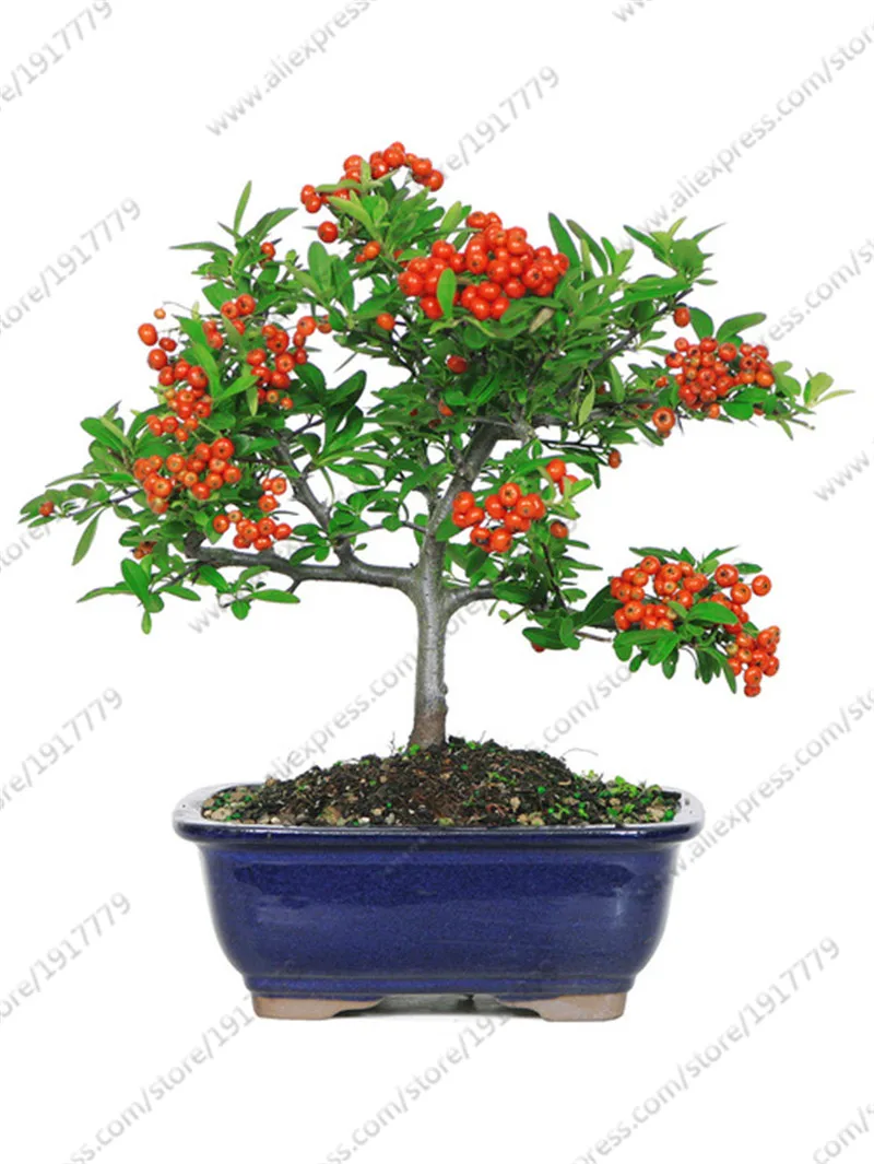 b9316fb1019baf94_5806-w500-h666-b1-p0--asian-plants