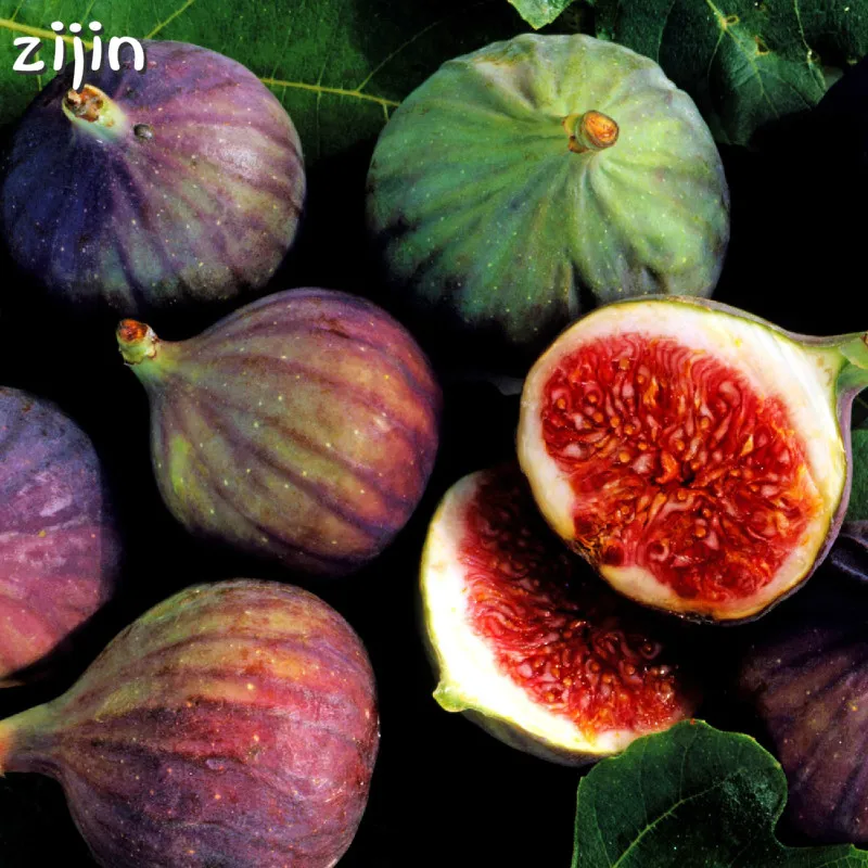 Free Shipping 50Pcs Rare Tropical Fig bonsai Mini Fig Tree Bonsai Plants Outdoor Rare Fruit for Home Planting Germination
Free Shipping 50Pcs Rare Tropical Fig bonsai Mini Fig Tree Bonsai Plants Outdoor Rare Fruit for Home Planting Germination