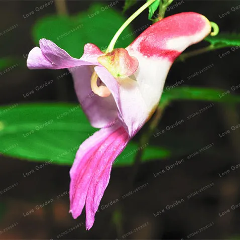 50 pcs/Pack Rare Colorful Like Parrot Orchid bonsai Four Seasons Sowing High-grade Bonsai Flowering Plants Radiation Absorption
50 pcs/Pack Rare Colorful Like Parrot Orchid bonsai Four Seasons Sowing High-grade Bonsai Flowering Plants Radiation Absorption