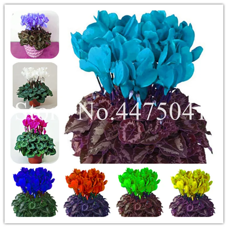 100 Pcs Colorful Cyclamen Flower Bonsai,Indoor Potted Plants, Perennial Cyclamen Flowering Dwarf Indoor Plant For Balcony Garden
100 Pcs Colorful Cyclamen Flower Bonsai,Indoor Potted Plants, Perennial Cyclamen Flowering Dwarf Indoor Plant For Balcony Garden
