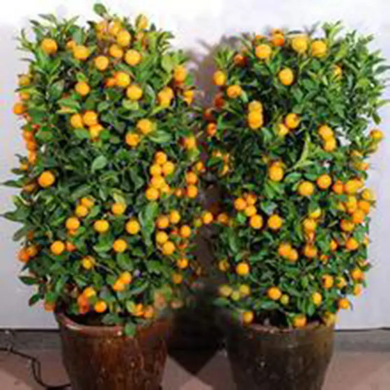 Popular Ornamental Orange TreesBuy Cheap Ornamental Orange Trees lots