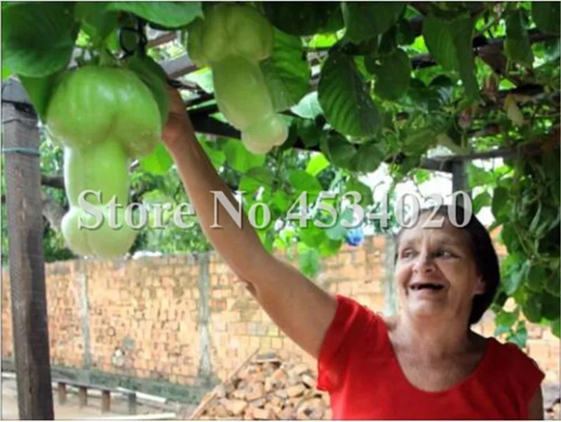 100 Pcs Delicious Chayote Bonsai Vegetable Garden Bonsai High-nutrition Pumpkin Happy Farm Annual Health Vegetables Plants
100 Pcs Delicious Chayote Bonsai Vegetable Garden Bonsai High-nutrition Pumpkin Happy Farm Annual Health Vegetables Plants