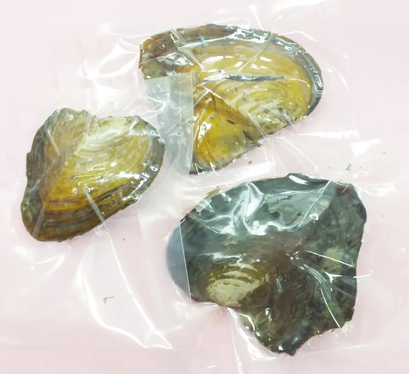 Valentine's Day, gift! Vacuum packaging 6MM rice grain Natural hope pearl oysters. Random Give Pearl Cage Pendant
Valentine's Day, gift! Vacuum packaging 6MM rice grain Natural hope pearl oysters. Random Give Pearl Cage Pendant