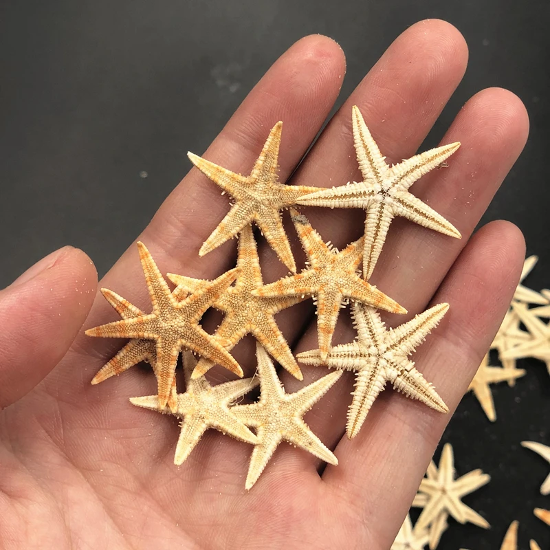 Size 2-3cm 100pcs Mini Starfish Craft Decoration Natural Sea Stars Five finger DIY Beach Cottage Wedding Decor DIY craft wedding
Size 2-3cm 100pcs Mini Starfish Craft Decoration Natural Sea Stars Five finger DIY Beach Cottage Wedding Decor DIY craft wedding