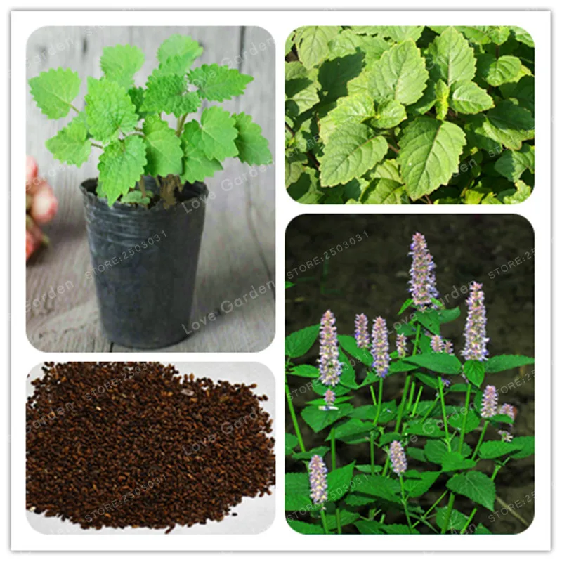 100 Pcs Agastache Rugosa Bonsai Patchouli Herb Blue Licorice Bonsai Flower Plant Fancy Ageratum Blue Crown For Home And Garden
100 Pcs Agastache Rugosa Bonsai Patchouli Herb Blue Licorice Bonsai Flower Plant Fancy Ageratum Blue Crown For Home And Garden