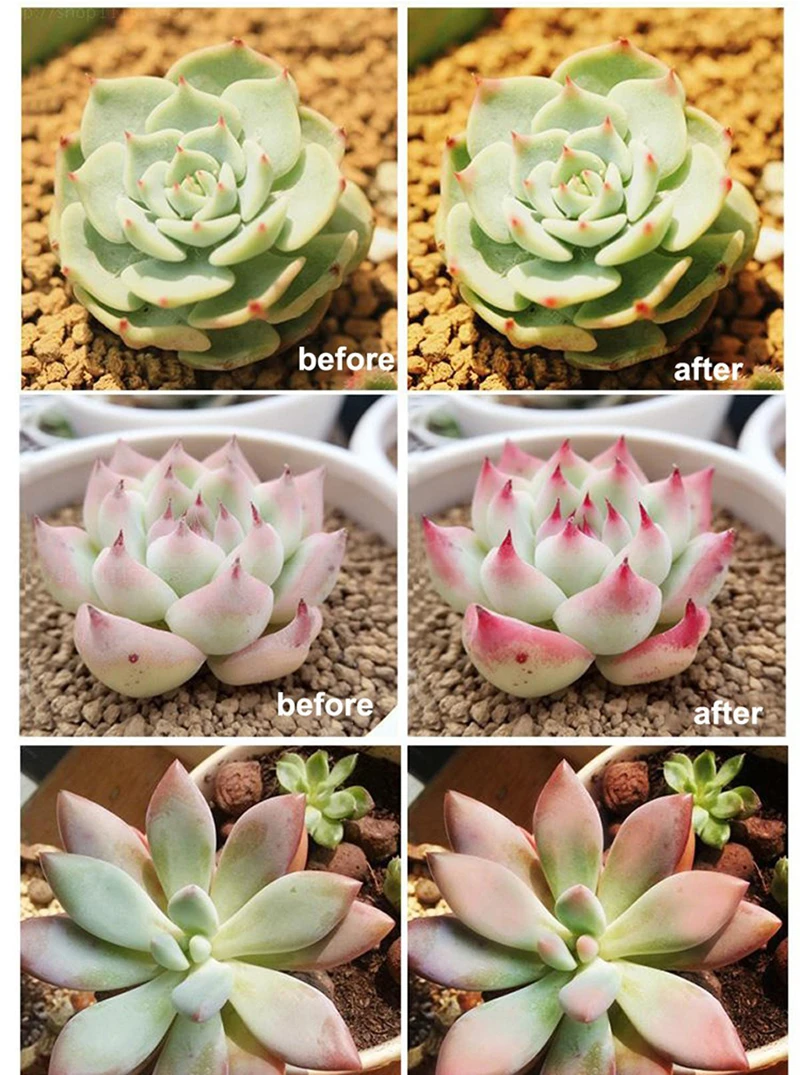 grow strip 6
