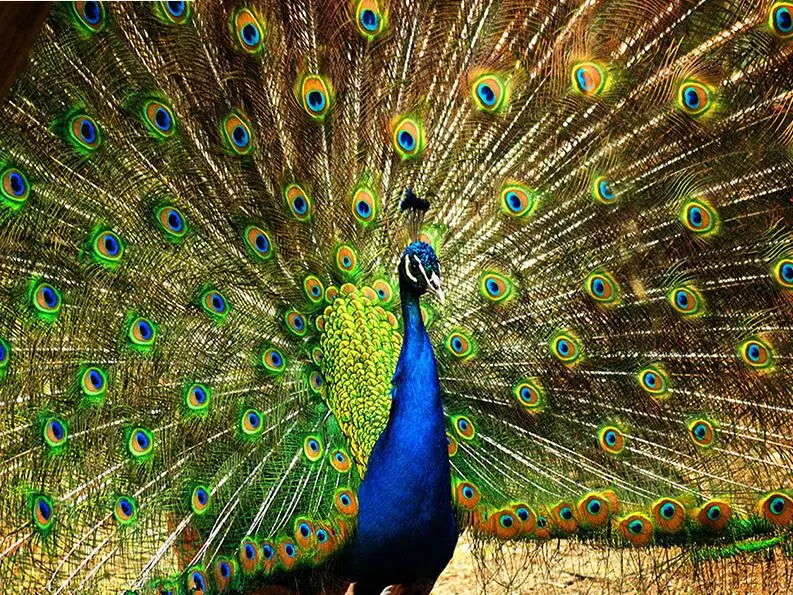5D Diy full Square drill diamond painting Cross stitch Peacock opens screen embroidery Rhinestone Mosaic home decor
5D Diy full Square drill diamond painting Cross stitch Peacock opens screen embroidery Rhinestone Mosaic home decor