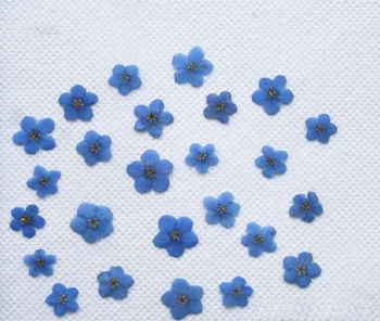 120pcs Pressed Dried Blue Myosotis Sylvatica Forgetmenot For Epoxy Resin Pendant Necklace Jewelry Making Craft DIY Accessories
120pcs Pressed Dried Blue Myosotis Sylvatica Forgetmenot For Epoxy Resin Pendant Necklace Jewelry Making Craft DIY Accessories