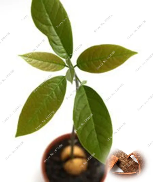 2016 Japanese cinnamon dwarf tree home garden,bonsai tree easy growing ,free shipping 3pcs
2016 Japanese cinnamon dwarf tree home garden,bonsai tree easy growing ,free shipping 3pcs