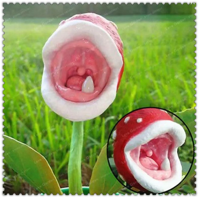 Insect Catching Succulent Plant Enchantress Carnivorous Plant Desk Pot Bonsai Slurperon plant Flowers Garden Plant 500 Pcs
Insect Catching Succulent Plant Enchantress Carnivorous Plant Desk Pot Bonsai Slurperon plant Flowers Garden Plant 500 Pcs