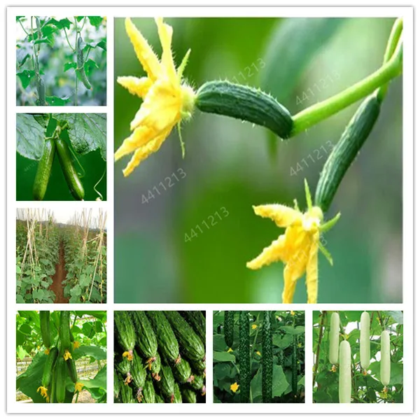 100pcs/bag mini cucumber Bonsai,Miniature cucumber,Organic fruit vegetable Plantas,miniature garden,rare plants for home garden
100pcs/bag mini cucumber Bonsai,Miniature cucumber,Organic fruit vegetable Plantas,miniature garden,rare plants for home garden