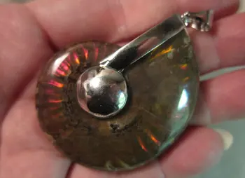50x38mm to 55x40mm, Large Ammonite Pendants - Sold Individually from the 'Options' menu - Save with Coupon Codes!
50x38mm to 55x40mm, Large Ammonite Pendants - Sold Individually from the 'Options' menu - Save with Coupon Codes!